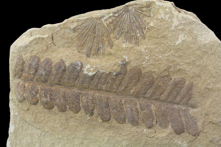 Pennsylvanian Fossil Fern (Alethopteris) - Kansas #65370